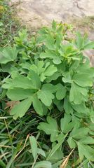 Peucedanum japonicum