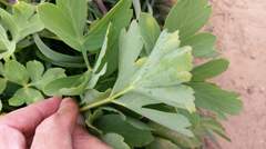 Peucedanum japonicum