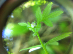 Nemophila breviflora