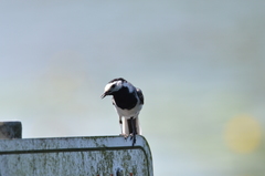 Motacilla alba