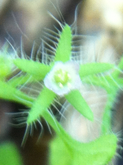 Nemophila breviflora
