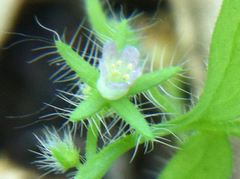 Nemophila breviflora