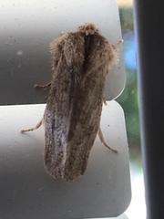 Acrolophus arcanella