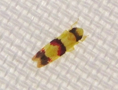 Erythroneura integra