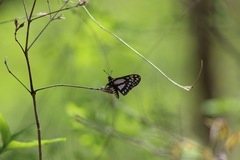 Baronia brevicornis brevicornis