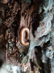 Cylindroiulus luridus