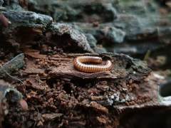 Cylindroiulus luridus