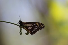 Baronia brevicornis brevicornis