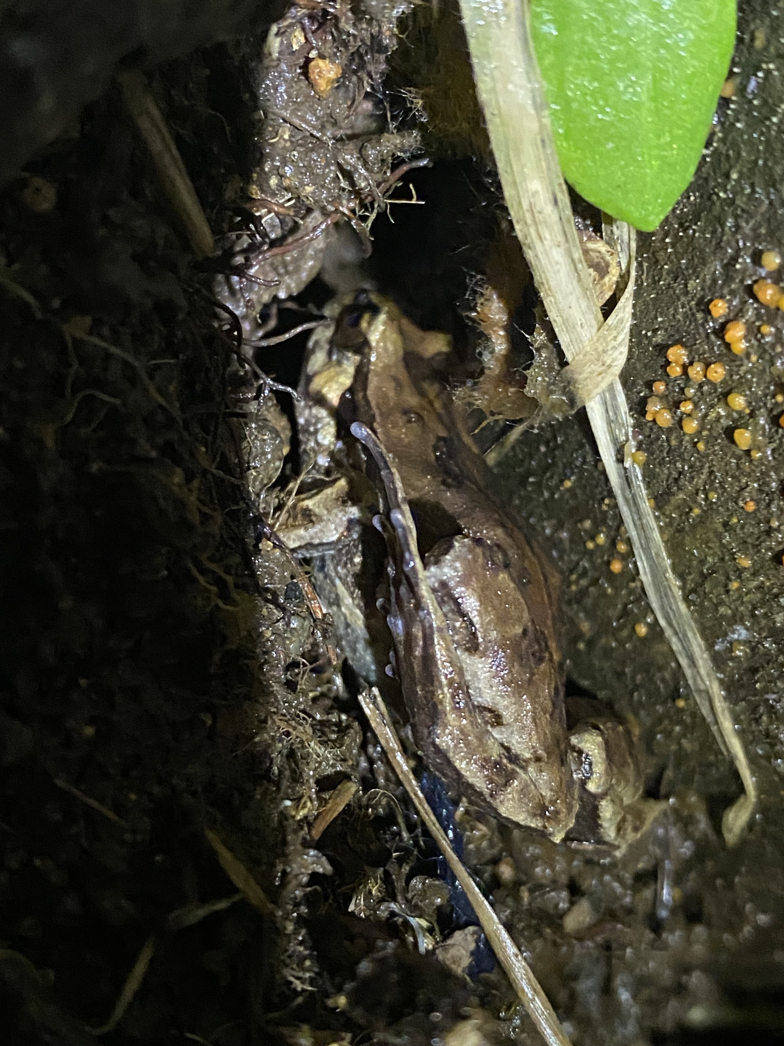 Eupsophus calcaratus (Günther, 1881)