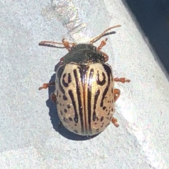 Calligrapha philadelphica