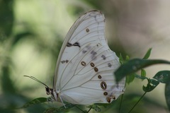 Morpho polyphemus polyphemus