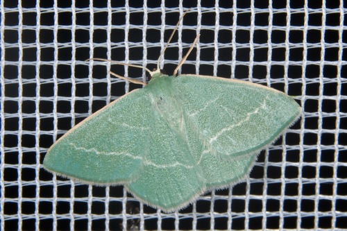 Mažasis Žaliasprindis nuotrauka