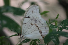 Morpho polyphemus polyphemus