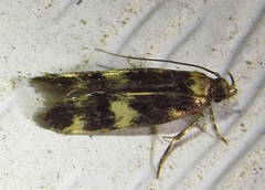 Oegoconia novimundi