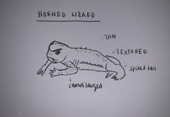 Phrynosoma