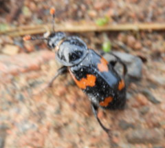 Nicrophorus sayi