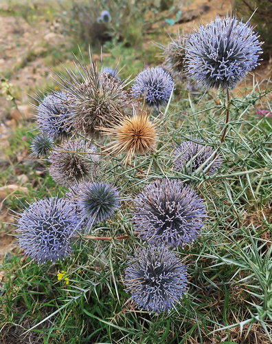 Echinops bovei