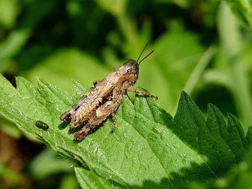 Common Maquis Grasshopper, 8490 Bad Radkersburg, Österreich, photo 10 of 10