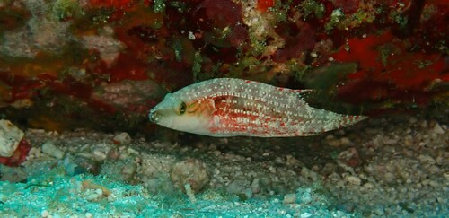 Twospot Wrasse — seen at this dive site