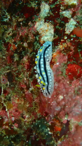 Phyllidia alyta — seen at this dive site