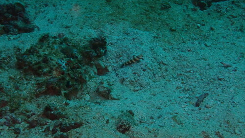 Gorgeous Shrimpgoby — seen at this dive site