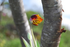 Calochortus purpureus