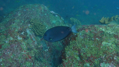 Whitetail Surgeonfish — seen at this dive site