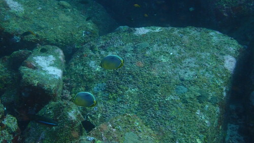 Indian Redfin Butterflyfish — seen at this dive site