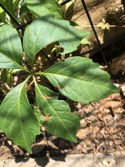 Phyllosticta quinquefoliae
