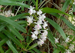 Aerides odorata