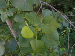 Populus deltoides