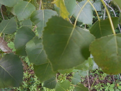 Populus deltoides