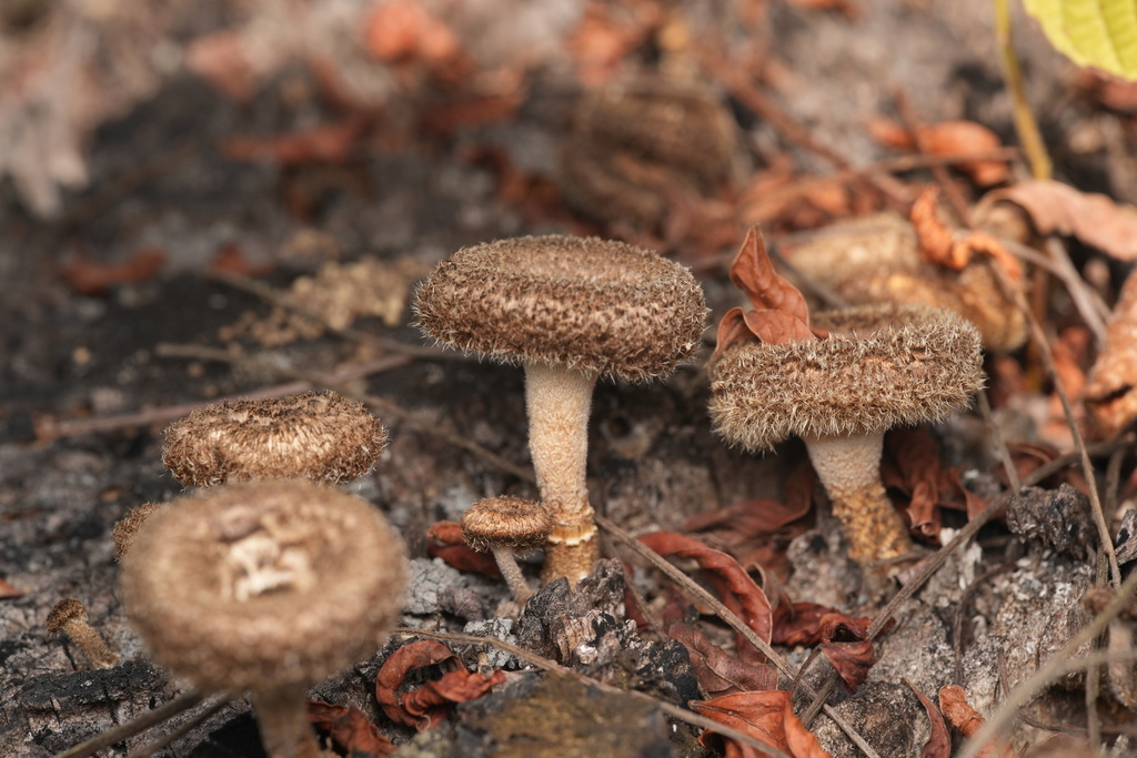 Lentinus berteroi · July 2024 · photo: © pietronovazzi (iNaturalist, cc-by)