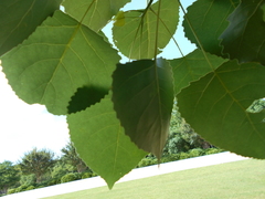 Populus deltoides