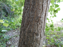 Populus deltoides