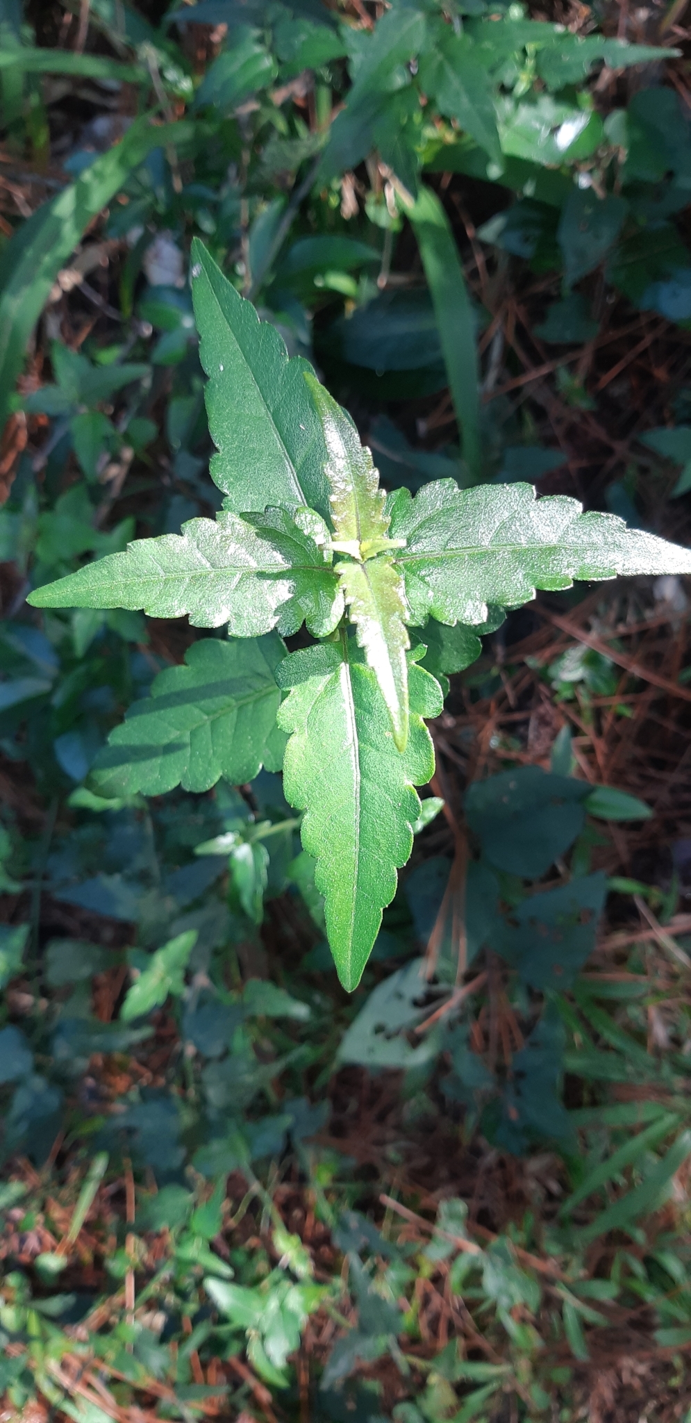 Imagem de Arnica