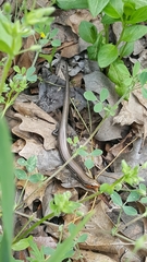 Plestiodon septentrionalis