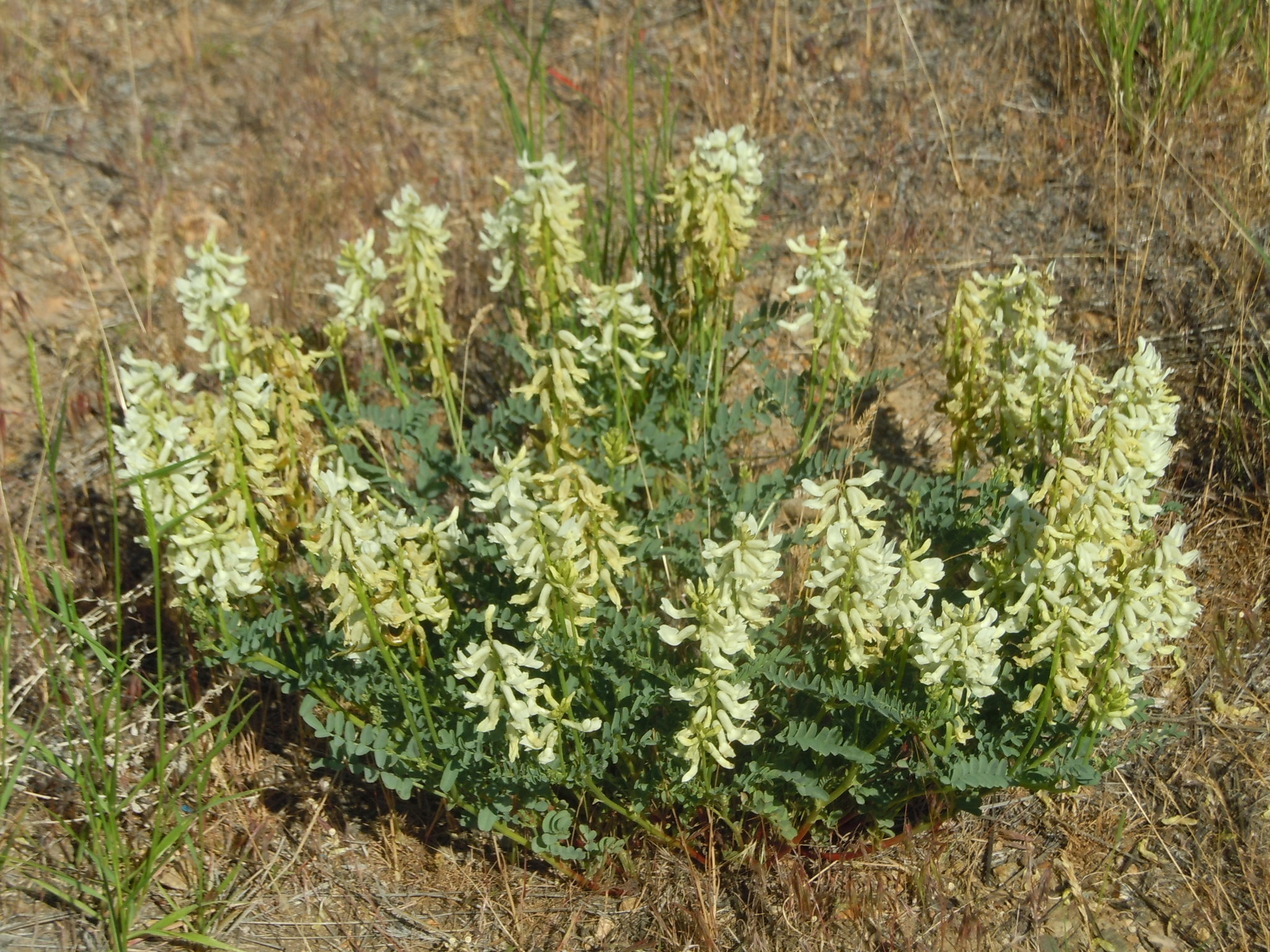 Astragalus curvicarpus