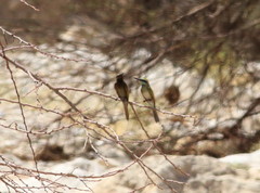 Merops cyanophrys