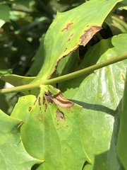 Calonectria