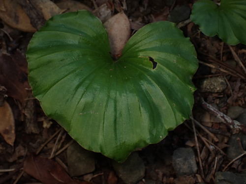 Nervilia concolor, photograph 6