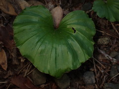 Nervilia concolor, photograph (c) W Rao, some rights reserved (CC BY)