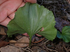 Nervilia concolor, photograph (c) W Rao, some rights reserved (CC BY)