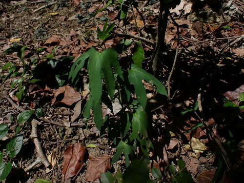 Image of Fatsia polycarpa by (c) W Rao, some rights reserved (CC BY)