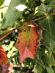 Calonectria