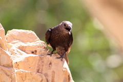 Onychognathus tristramii