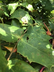 Calonectria