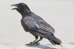 Corvus rhipidurus