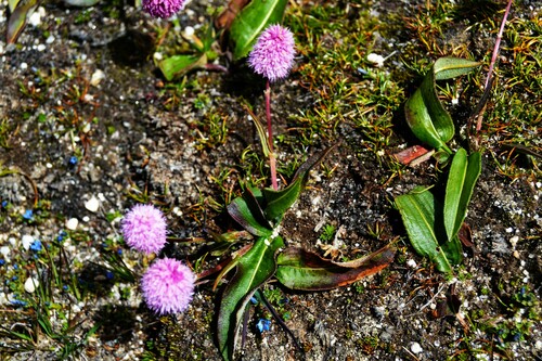 Bistorta macrophylla