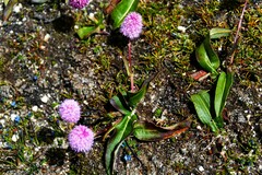 Bistorta macrophylla